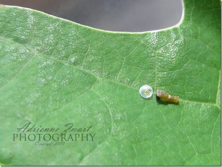 caterpillar next to its egg - photo by Adrienne Zwart