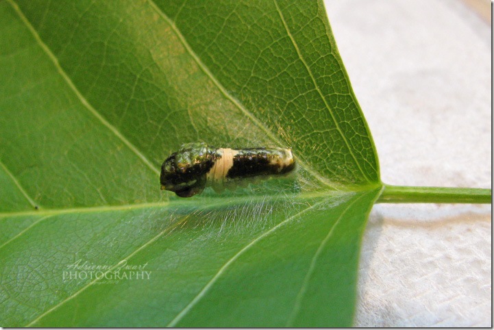 green and white caterpillar prepares to molt