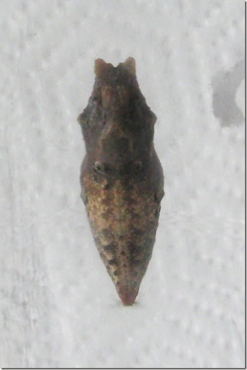 brown butterfly chrysalis of eastern tiger swallowtail butterfly