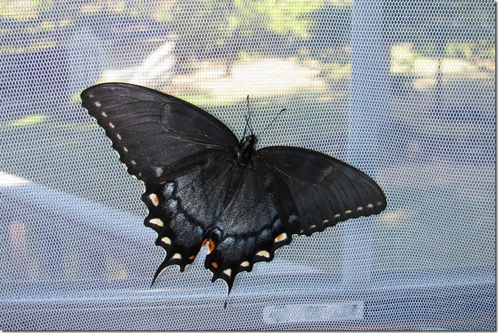 female tiger swallowtail butterfly