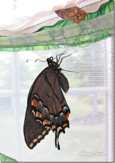 Female eastern tiger swallowtail photo by adrienne zwart