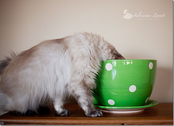 cat inspects giant teacup
