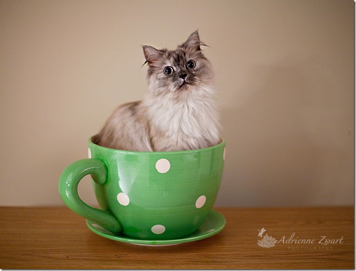 cat sitting in giant teacup