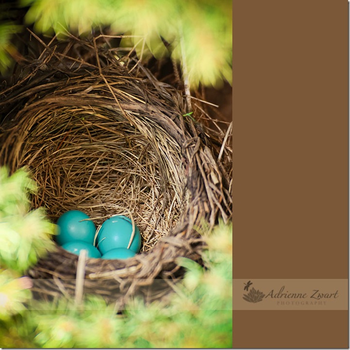 eggs robins nest