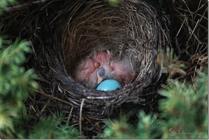 three baby robins and one egg