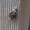 Lichen Case moth larva (in case)