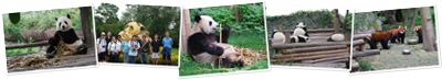 View Panda Pictures