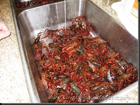 Crawfish