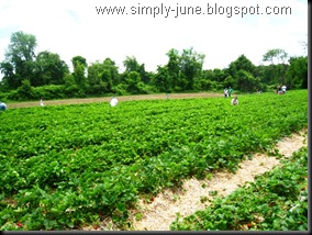 StrawberryFarm5