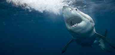Great White Shark.