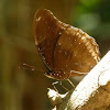 Great Eggfly