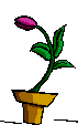 flor.png
