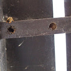 Masonry Bee