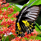The Southern Birdwing (female)