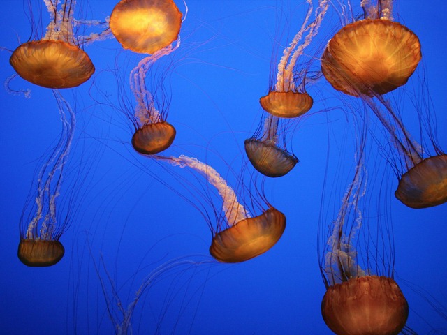 [Sea Nettles, Monterey Bay Aquarium, California pictures underwater photos[1][8].jpg]