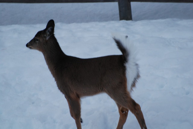 [deer in the back yard eating grain 070[3].jpg]
