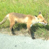 Red Fox