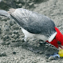 Brazilian Cardinal, red-crested cardinal