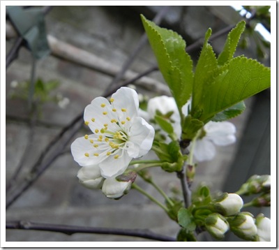 Morello Cherry blossom