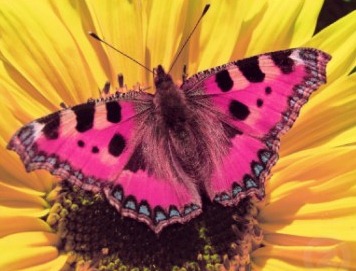 mariposa rosa en girasol