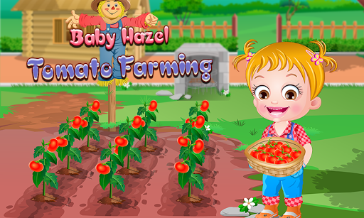 Baby Hazel Tomato Farming