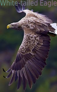 Download Super Birds FREE APK for Android