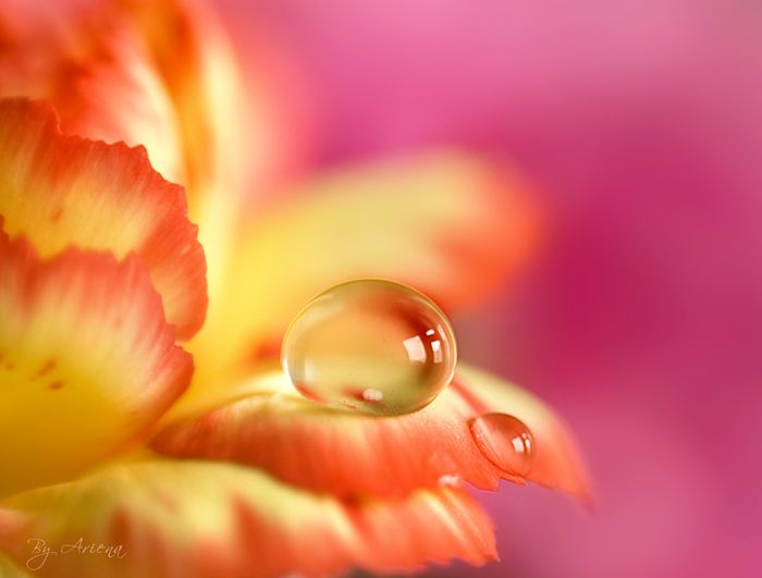flor%20show.jpg