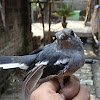 Oriental Magpie Robin(দোয়েল )