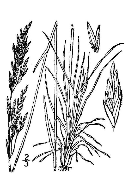 Alkali Bluegrass Botany