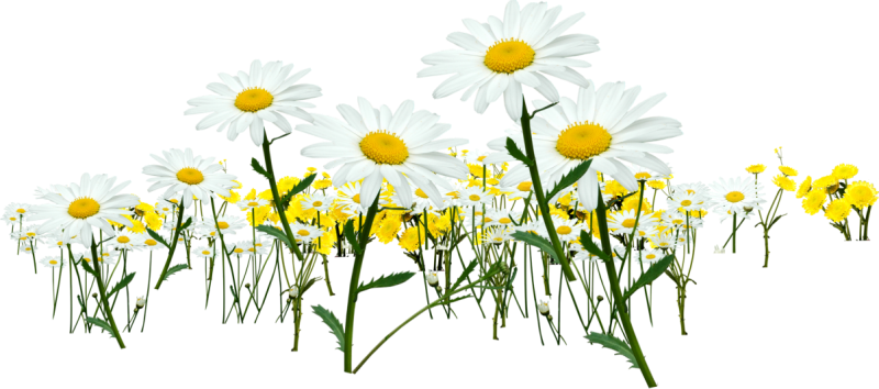 DBS_Flowers02.png
