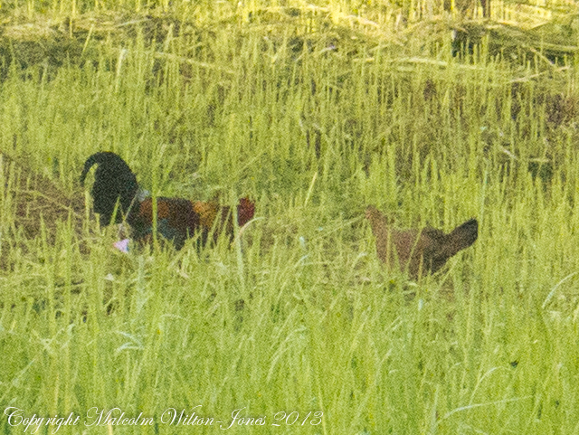 Red Junglefowl