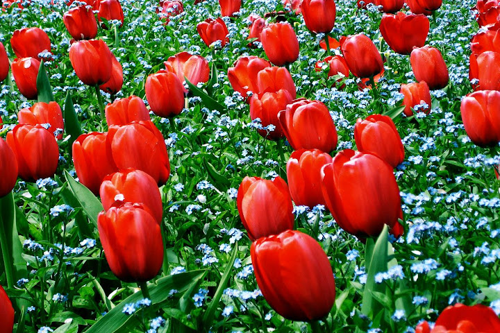 TulipsRed_ForgetMeNot.jpg