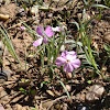 Rocky phlox