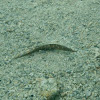 Short-bodied pipefish