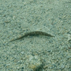 Short-bodied pipefish