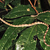 Blunt-headed Tree Snake
