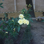 Sevilla - Febrero 2011 - Alcázar (3).JPG