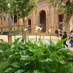Sevilla - P. Mª Luisa - Plaza de España - 14.jpg