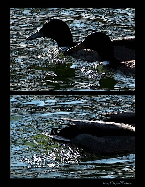 pm_20110323_ducks