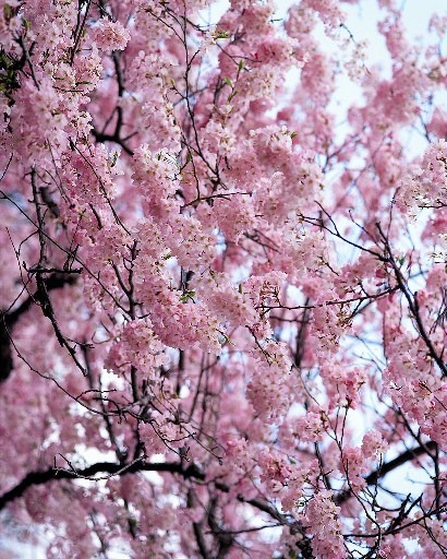 [blossoms_small[2].jpg]