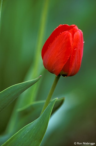 [red-tulip[4].jpg]