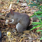 Eastern Grey Squirrel