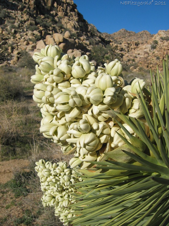 [YuccaInBloom_ JoshuaTreeNP[18].jpg]