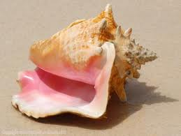 [Conch3.png]