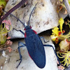 Red Shouldered Bug