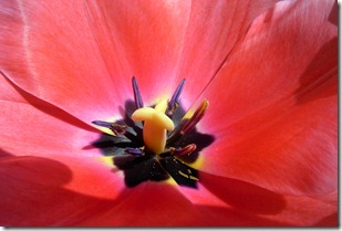 Valentino e i tulipani-1