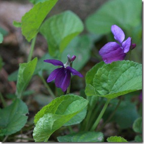 violette-2