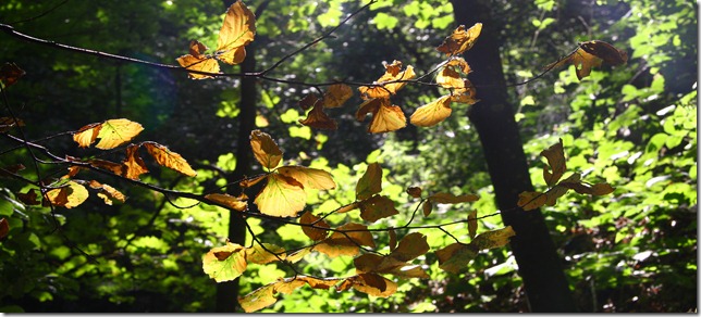 foglie d'autunno-1