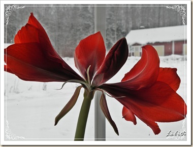 amaryllis med ram