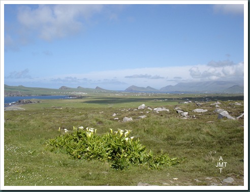 DSC03637DinglePeninsuleDunquinArumsSauvagesBW